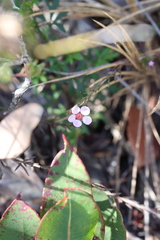 Euryomyrtus ramosissima ramosissima