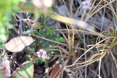 Euryomyrtus ramosissima ramosissima