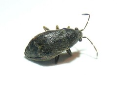 Stygnocoris rusticus