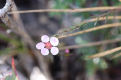 Euryomyrtus ramosissima ramosissima