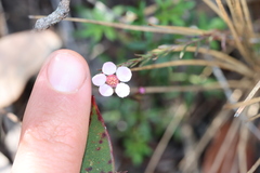 Euryomyrtus ramosissima ramosissima