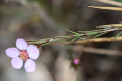 Euryomyrtus ramosissima ramosissima