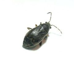 Stygnocoris rusticus