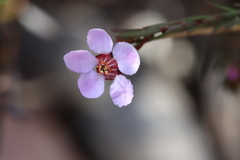 Euryomyrtus ramosissima ramosissima