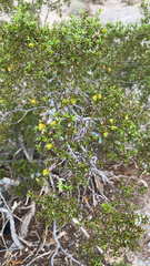 Larrea tridentata