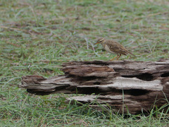 Anthus pallidiventris