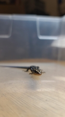 Plestiodon fasciatus