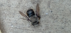 Anthidium manicatum
