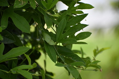 Passiflora pallida