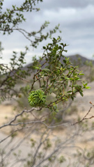 Larrea tridentata