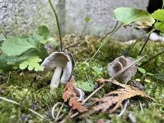 Helvella