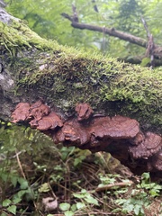 Pycnoporellus fulgens