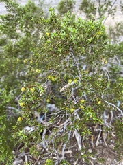 Larrea tridentata