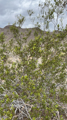 Larrea tridentata