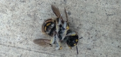 Anthidium manicatum