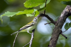 Setophaga pensylvanica