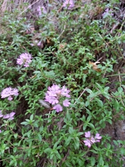 Thymus bashkiriensis
