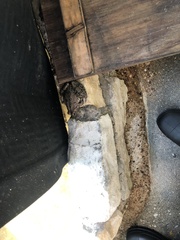 Lithobates berlandieri