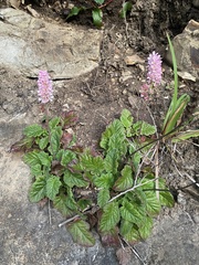 Francoa appendiculata