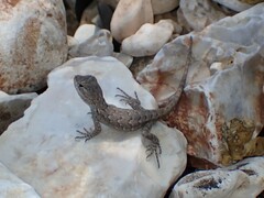 Sceloporus