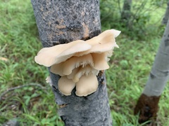 Pleurotus