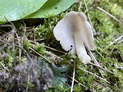 Helvella