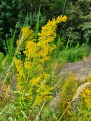 Solidago lepida