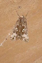 Autographa corusca