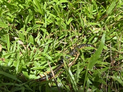 Scolopendra mutilans