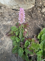 Francoa appendiculata