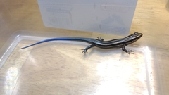 Plestiodon fasciatus