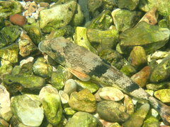 Hypentelium nigricans