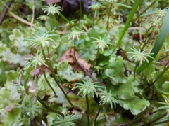 Marchantia polymorpha montivagans