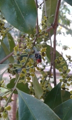 Salacia chinensis