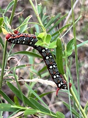 Hyles euphorbiae