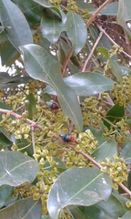 Salacia chinensis