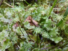 Marchantia polymorpha montivagans