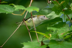 Setophaga pensylvanica