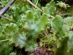 Marchantia polymorpha montivagans
