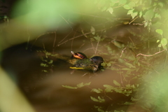 Chrysemys picta picta