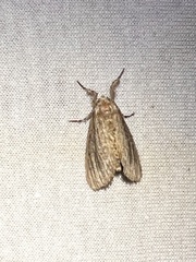 Paectes abrostoloides