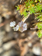 Thalictrum alpinum