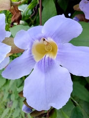 Thunbergia