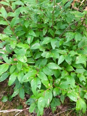 Vaccinium membranaceum