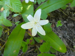 Clintonia uniflora