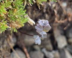 Thalictrum alpinum