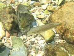 Micropterus dolomieu