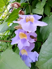 Thunbergia