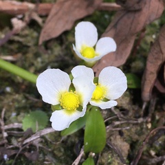 Sagittaria