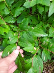Vaccinium membranaceum